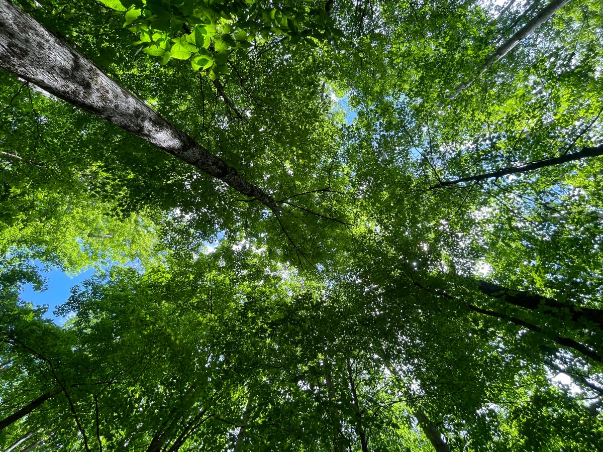 Speaking for the trees